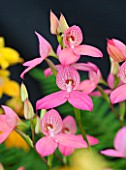 ORCHID - PINK FLOWERS OF DISA WATSONII SANDRA