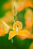 ORCHID - ORANGE FLOWERS OF DISA KEWENSIS ANN
