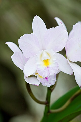 ORCHID__VARIETY_UNKNOWN