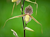 ORCHID - PAPHIOPEDILUM ST SWITHIN WENDY