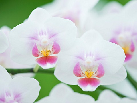 ORCHID__PHALAENOPSIS_BROTHER_PICO_SWEETHEART_K__P