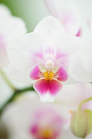 ORCHID__PHALAENOPSIS_BROTHER_PICO_SWEETHEART_K__P