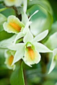 ORCHID - DENDROBIUM SWEET DAWN