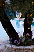 CORFU  GREECE: DESIGNER: DOMINIC SKINNER - MEDITTERANEAN STYLE GARDEN  - VIEW THROUGH OLIVE TREES TO WHITE TERRACOTTA CONTAINER BESIDE SWIMMING POOL