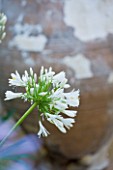 CORFU  GREECE: DESIGNER: DOMINIC SKINNER - MEDITTERANEAN STYLE GARDEN  - WHITE AGAPANTHUS WITH CREAMY TERRACOTTA CONTAINER BEHIND