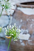 CORFU  GREECE: DESIGNER: DOMINIC SKINNER - MEDITTERANEAN STYLE GARDEN  - WHITE AGAPANTHUS WITH CREAMY TERRACOTTA CONTAINER BEHIND