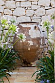 CORFU  GREECE: DESIGNER: DOMINIC SKINNER - MEDITTERANEAN STYLE GARDEN  - CREAMY TERRACOTTA CONTAINER SURROUNDED BY AGAPANTHUS