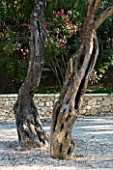 CORFU  GREECE: DESIGNER: DOMINIC SKINNER - MEDITTERANEAN STYLE GARDEN  - TRUNKS OF TWO OLIVE TREES ON DRIVEWAY