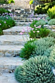THE ROU ESTATE  CORFU  GREECE: DESIGNER: DOMINIC SKINNER - MEDITTERANEAN STYLE GARDEN - STONE STEPS WITH TULBAGHIA VIOLACEA