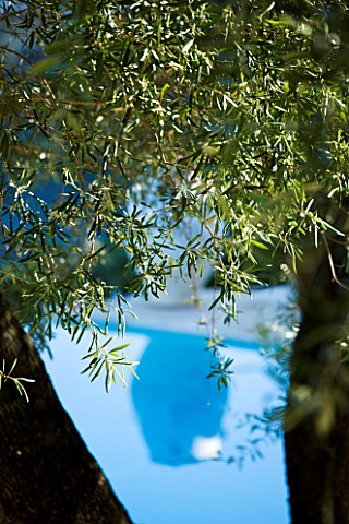 CORFU__GREECE_DESIGNER_DOMINIC_SKINNER__SWIMMING_POOL_WITH_OVERHANGING_BRANCHES_OF_OLIVE_TREE_AND_RE