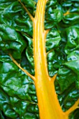 VEGETABLE: CLOSE UP THE YELLOW STEMS OF CHARD CANARY