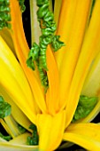 VEGETABLE: CLOSE UP THE YELLOW STEMS OF CHARD CANARY