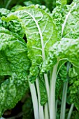 VEGETABLE: CLOSE UP OF LEAF AND WHITE STEM OF CHARD LUCULLUS