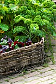 POTAGER - RAISED BED WITH WICKER FENCE - PARSLEY IN RAISED BED