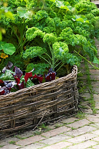 POTAGER__RAISED_BED_WITH_WICKER_FENCE__PARSLEY_IN_RAISED_BED