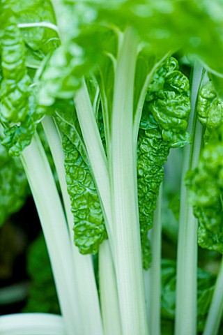 VEGETABLE_CLOSE_UP_OF_LEAF_AND_WHITE_STEM_OF_CHARD_LUCULLUS
