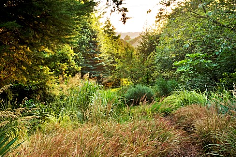 MOORS_MEADOW_GARDEN__NURSERY__HEREFORDSHIRE_GRASS_GARDEN_AT_DAWN_WITH_VIEWS_OF_HILLS_BEYOND