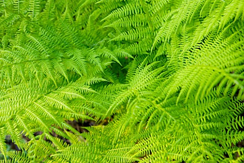 MOORS_MEADOW_GARDEN__NURSERY__HEREFORDSHIRE_THE_FERNERY__CLOSE_UP_OF_FERN