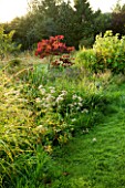 MOORS MEADOW GARDEN & NURSERY  HEREFORDSHIRE: GRASS PATH WITH CERCIS CANADENSIS FOREST PANSY AT DAWN