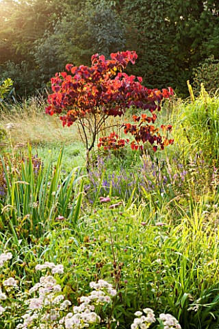 MOORS_MEADOW_GARDEN__NURSERY__HEREFORDSHIRE_CERCIS_CANADENSIS_FOREST_PANSY_AT_DAWN