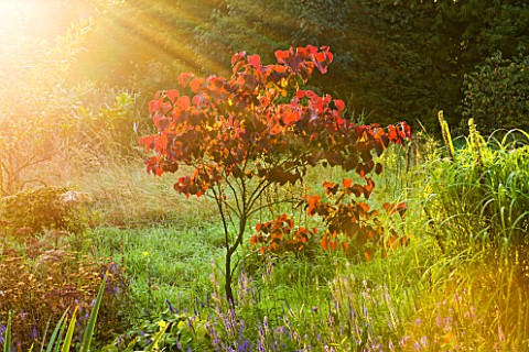 MOORS_MEADOW_GARDEN__NURSERY__HEREFORDSHIRE_CERCIS_CANADENSIS_FOREST_PANSY_AT_DAWN