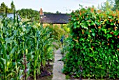 MOORS MEADOW GARDEN & NURSERY  HEREFORDSHIRE: THE VEGETABLE GARDEN/ POTAGER WITH SWEET CORN  BEANS AND HOUSE BEHIND