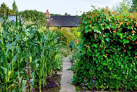 MOORS_MEADOW_GARDEN__NURSERY__HEREFORDSHIRE_THE_VEGETABLE_GARDEN_POTAGER_WITH_SWEET_CORN__BEANS_AND_