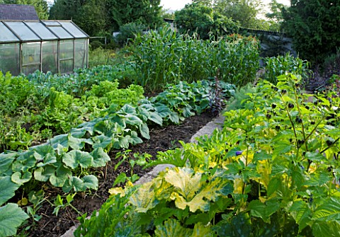 MOORS_MEADOW_GARDEN__NURSERY__HEREFORDSHIRE_THE_VEGETABLE_GARDEN_POTAGER_WITH_SWEET_CORN