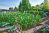 MOORS MEADOW GARDEN & NURSERY  HEREFORDSHIRE: THE VEGETABLE GARDEN/ POTAGER WITH SWEETCORN