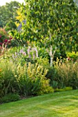 MEADOW FARM  WORCESTERSHIRE: BETULA JACQUEMONTII AND MIXED HERBACEOUS PLANTING