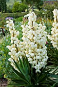 MEADOW FARM  WORCESTERSHIRE: WHITE FLOWERS OF YUCCA GLORIOSA