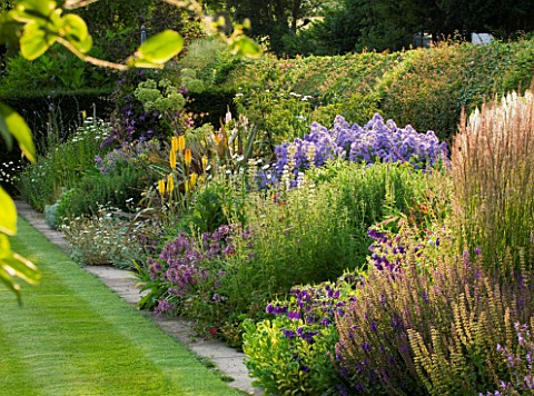 MEADOW_FARM__WORCESTERSHIRE_THE_LONG_BORDER__NORTH_SIDE_WITH_PURPLEYELLOW_THEMED_PERENNIAL_PLANTING