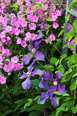MEADOW_FARM__WORCESTERSHIRE_SUMMER_PLANT_COMBINATION_OF_PURPLE_CLEMATIS_X_DURANDII_AND_PINK_PHLOX_SA