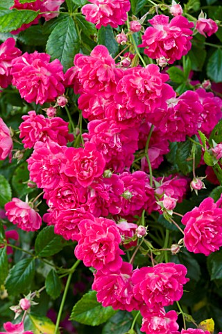 MEADOW_FARM__WORCESTERSHIRE_CLOSE_UP_OF_CERISE_PINK_FLOWERS_OF_ROSA_SUPER_EXCELSA