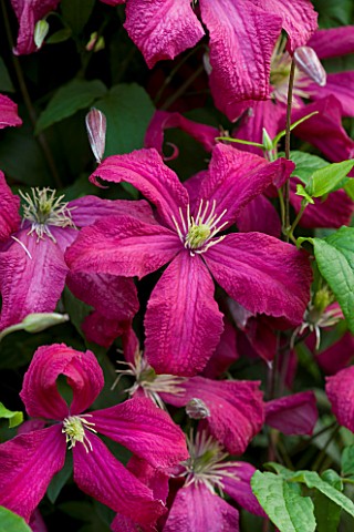 MEADOW_FARM__WORCESTERSHIRE__CLOSE_UP_OF_CERISE_PINK_FLOWERS_OF_CLEMATIS_ABUNDANCE