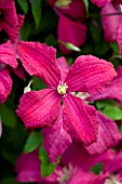 MEADOW FARM  WORCESTERSHIRE:  CLOSE UP OF CERISE PINK FLOWER OF CLEMATIS ABUNDANCE