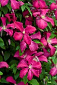 MEADOW FARM  WORCESTERSHIRE: CLOSE UP OF CERISE PINK FLOWERS OF CLEMATIS ABUNDANCE
