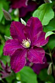 MEADOW FARM  WORCESTERSHIRE: CLOSE OF OF MAUVE FLOWER OF CLEMATIS WARSZAWSKA NIKE