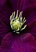 MEADOW FARM  WORCESTERSHIRE: ABSTRACT CLOSE OF OF MAUVE FLOWER OF CLEMATIS WARSZAWSKA NIKE