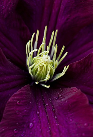 MEADOW_FARM__WORCESTERSHIRE_ABSTRACT_CLOSE_OF_OF_MAUVE_FLOWER_OF_CLEMATIS_WARSZAWSKA_NIKE