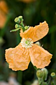 MEADOW FARM  WORCESTERSHIRE: CLOSE UP OF APRICOT FLOWER OF PAPAVER SPICATUM