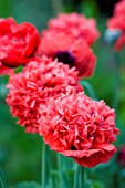 MEADOW FARM  WORCESTERSHIRE: CLOSE UP OF CORAL RED FLOWERS OF DOUBLE PAPAVER SOMNIFERUM