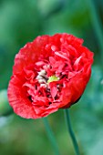 MEADOW FARM  WORCESTERSHIRE: CLOSE UP OF CORAL RED FLOWER OF DOUBLE PAPAVER SOMNIFERUM