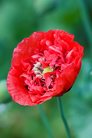 MEADOW_FARM__WORCESTERSHIRE_CLOSE_UP_OF_CORAL_RED_FLOWER_OF_DOUBLE_PAPAVER_SOMNIFERUM