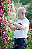 MEADOW FARM  WORCESTERSHIRE: ROBERT COLE DEADHEADING CLEMATIS IN THE GARDEN