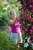 MEADOW FARM  WORCESTERSHIRE: DIANE COLE DEADHEADING CLEMATIS IN THE GARDEN