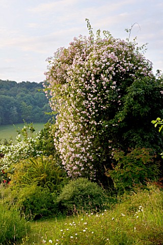 HOOK_END_FARM__BERKSHIRE_THE_MEADOW_WITH_ROSA_PAULS_HIMALAYAN_MUSK_ROSE_CLIMBING_UP_A_TREE