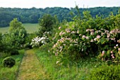 HOOK END FARM  BERKSHIRE: PATH THROUGH THE MEADOW WITH ROSA MULTIFLORA AND ROSA DANTELLE DE MALINES