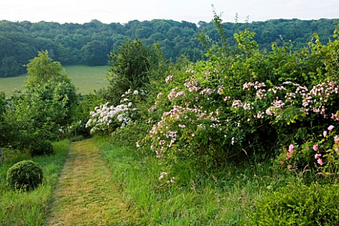 HOOK_END_FARM__BERKSHIRE_PATH_THROUGH_THE_MEADOW_WITH_ROSA_MULTIFLORA_AND_ROSA_DANTELLE_DE_MALINES