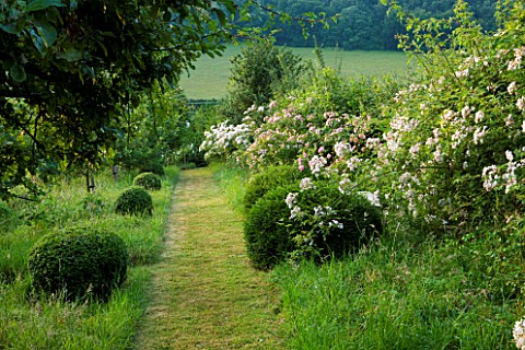 HOOK_END_FARM__BERKSHIRE_PATH_THROUGH_THE_MEADOW_WITH_ROSA_MULTIFLORA_AND_ROSA_DANTELLE_DE_MALINES